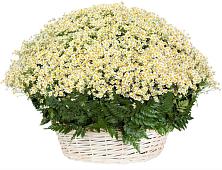 Цветочная композиция из Ромашки в корзине #REPLACE_PRED# Малое Карлино